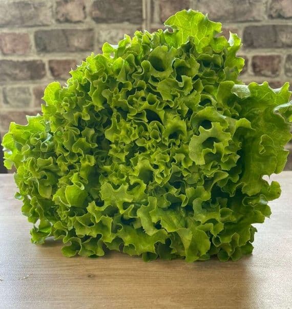 Organic Lettuce