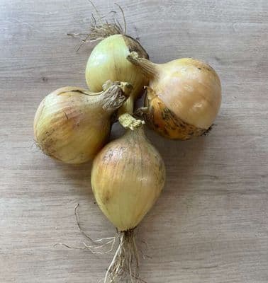 Organic Yellow Onions 500g