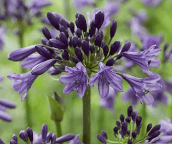 Agapanthus Poppin Purple