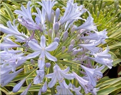 Agapanthus praecox subsp. orientalis 'Zambezi'