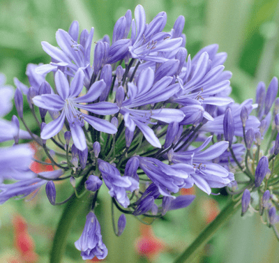 Agapanthus Sea Storm