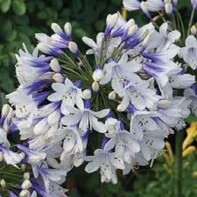 Agapanthus Twister
