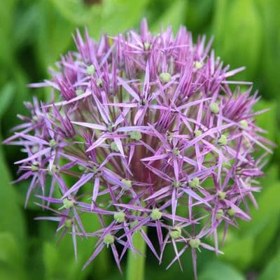 Allium Christophii