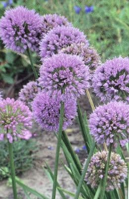 Allium Millenium