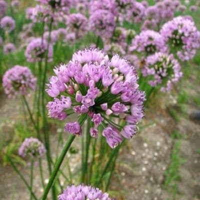 Allium Summer Beauty