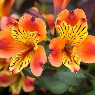 Alstroemeria Indian Summer