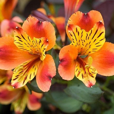 Alstroemeria Indian Summer