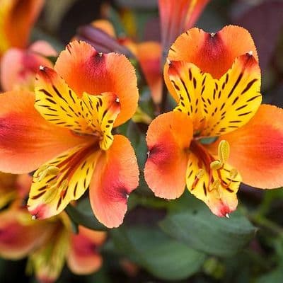 Alstromeria Indian Summer