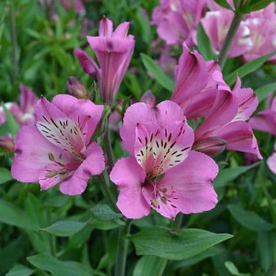 Alstromeria Summer Saint