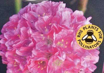 Armeria Dreameria Daydream