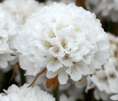 Armeria Dreameria Dream Clouds