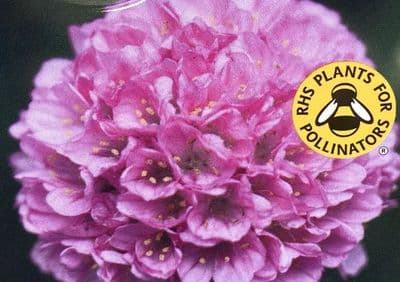 Armeria Dreameria Sweet Dreams