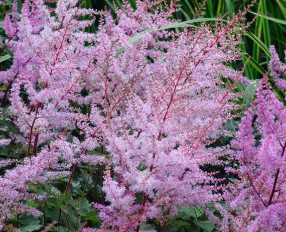 Astilbe Delft Lace