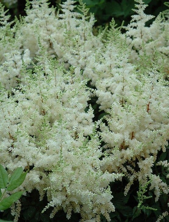 Astilbe japonica Ellie