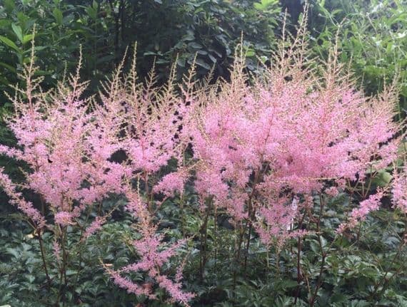 Astilbe simpliicfolia Hennie Graafland