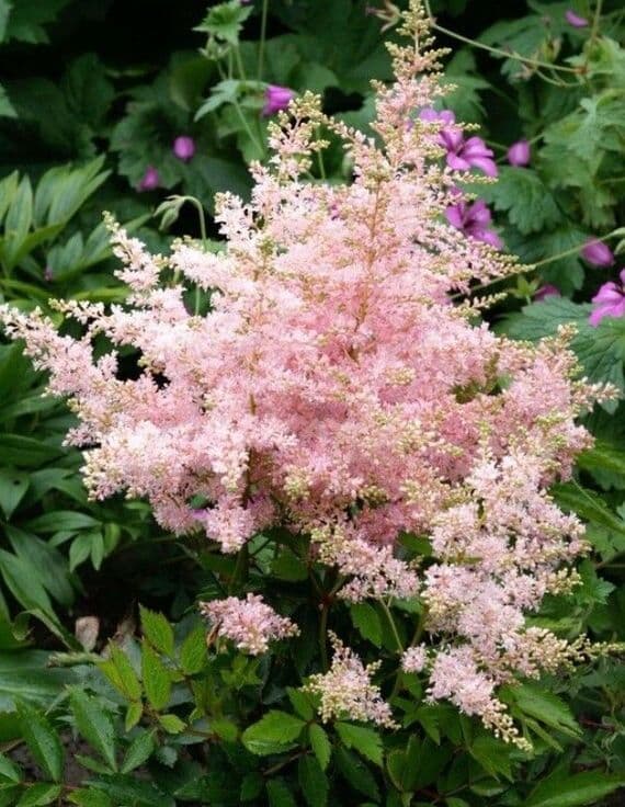 Astilbe younique Silver Pink