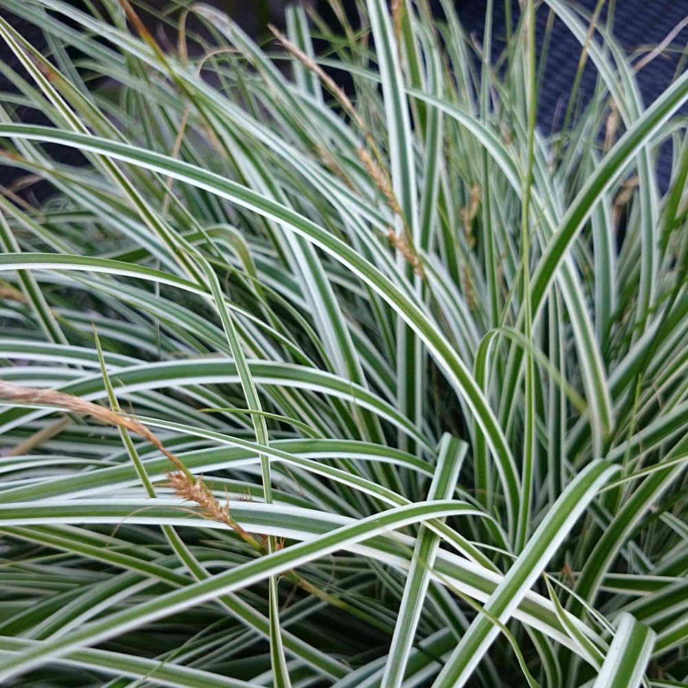 Carex Everest