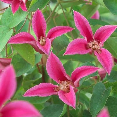 Clematis Princess Diana