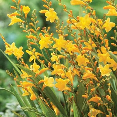 Crocosmia Honey Angels