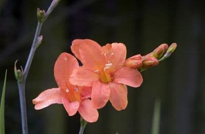 Crocosmia Okavango