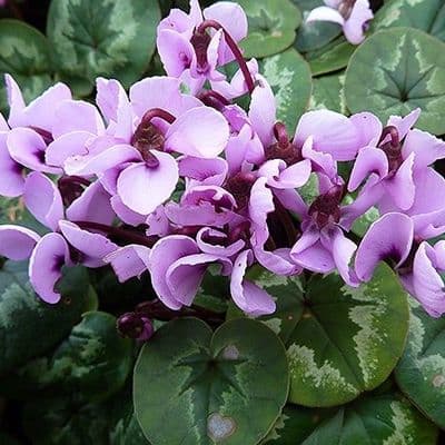 Cyclamen Coum Light Pink