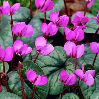 Cyclamen Coum Rosy Pink
