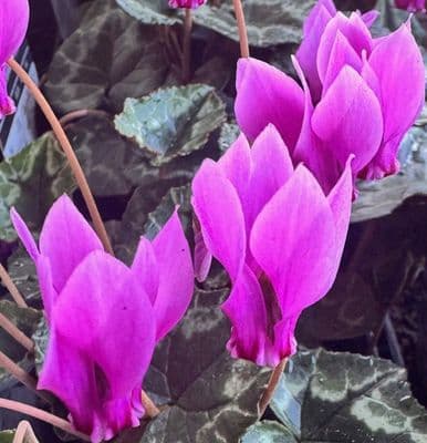 Cyclamen hederifolium  Pink