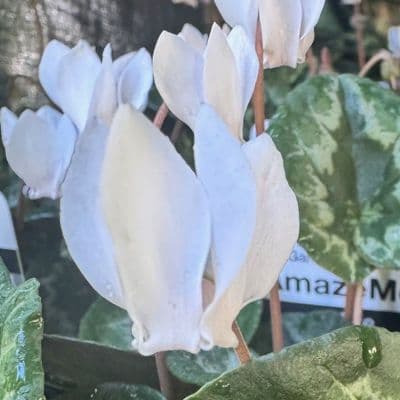 Cyclamen hederifolium  White