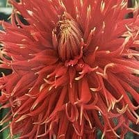 Summer flowering bulbs