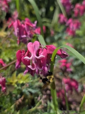 Dicentra Passion Hearts