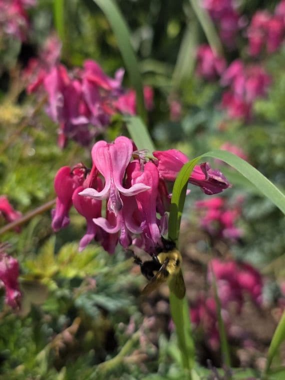 Dicentra Passion Hearts