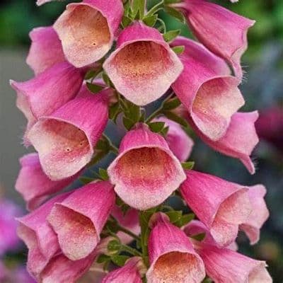 Digitalis Arctic Fox Rose