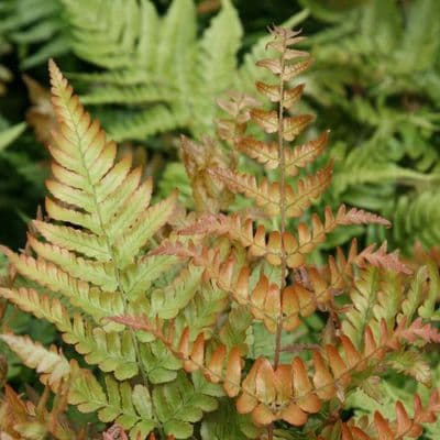 Dryopteris erythrosora Compact