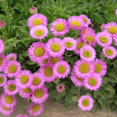 Erigeron Sea Breeze