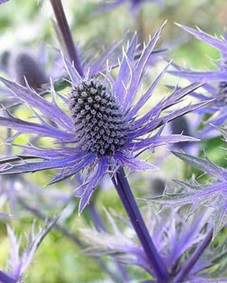 Eryngium Big Blue