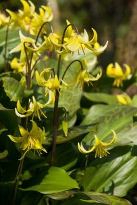 Erythronium Pagoda