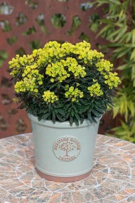 Euphorbia Ascot Petite