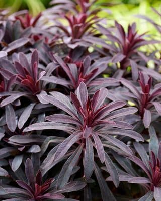 Euphorbia Miners Merlot