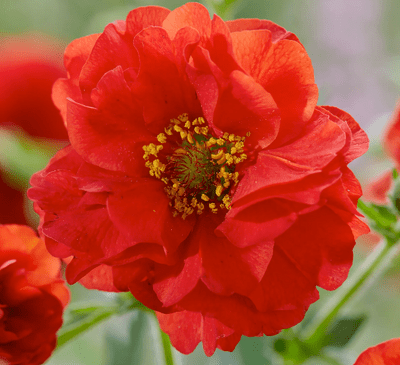 Geum Firestarter