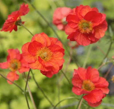 Geum Scarlet Tempest