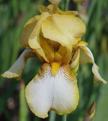Iris Bearded Benton Susan