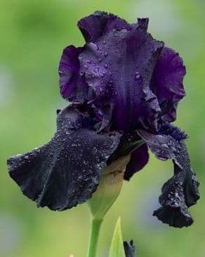 Iris Bearded Black Tie Affair