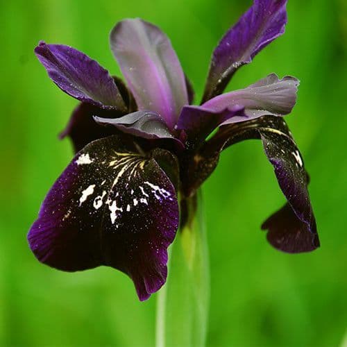 Iris Chrysographes Black Gold