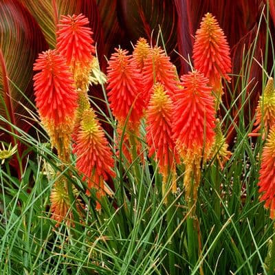Kniphofia Papya Popsicle
