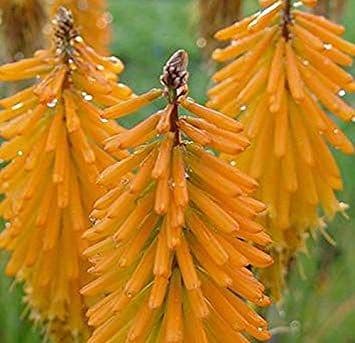 Kniphofia  Pocco orange