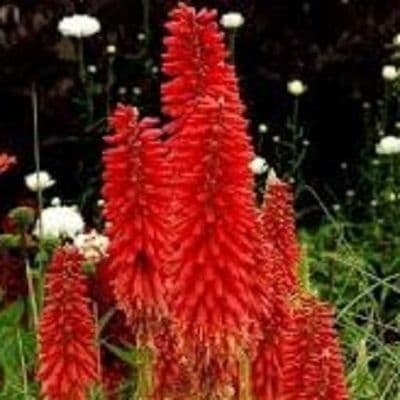 Kniphofia Pocco Red