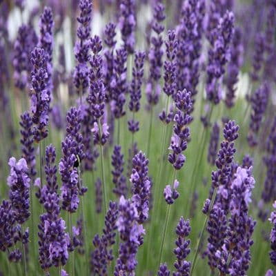 Lavender Angustifolia Hidcote