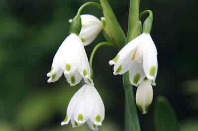 Leucojum Gravetye Giant