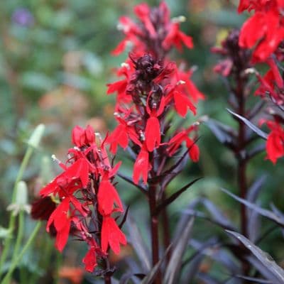 Lobelia Queen Victoria