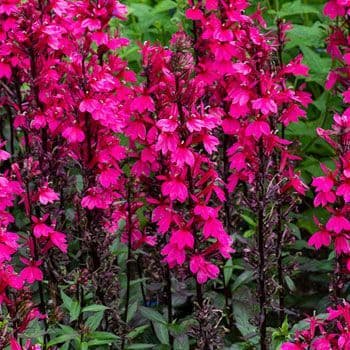 Lobelia Starship Deep Rose